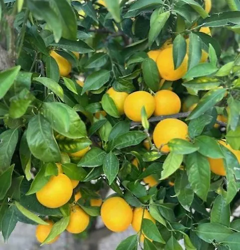 Casa Lima וילה *